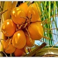 Orange Tender