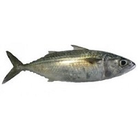 Indian Mackerel