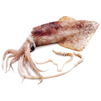 Squid